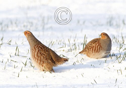 Pair Grey Partridge in the Snow DM1410